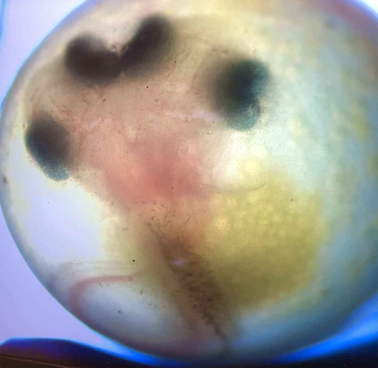 Microscopic view of fish eggs.